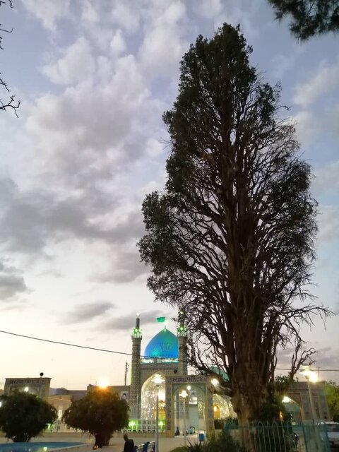 حال و روز کهنترین موجود زنده جنوب و غرب خراسان رضوی