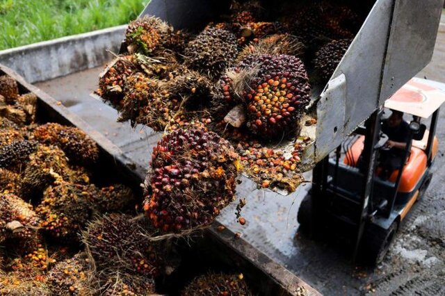 قیمت روغن در اندونزی از جلز و ولز افتاد قیمت روغن در اندونزی از جلز و ولز افتاد