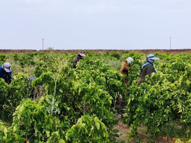 عکس از آرشیو است سمومی که نمیگذارد محصولات کشاورزان به مقصد برسد