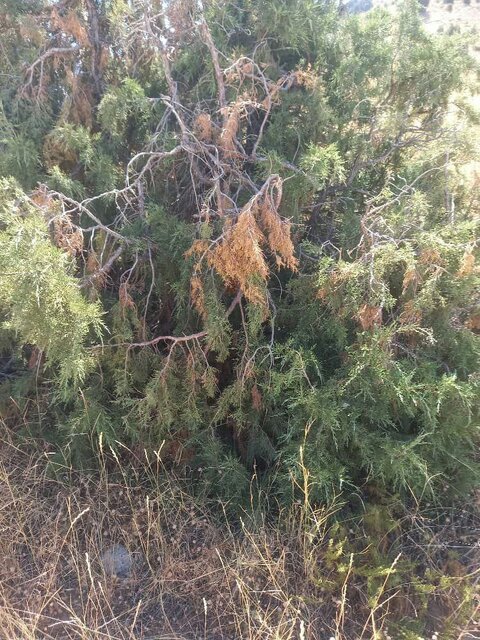 هشدار درباره زیست درختان ارس هزار مسجد