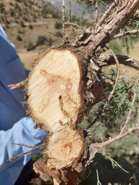 هشدار درباره زیست درختان ارس هزار مسجد