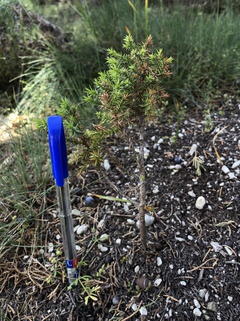 هشدار درباره زیست درختان ارس هزار مسجد