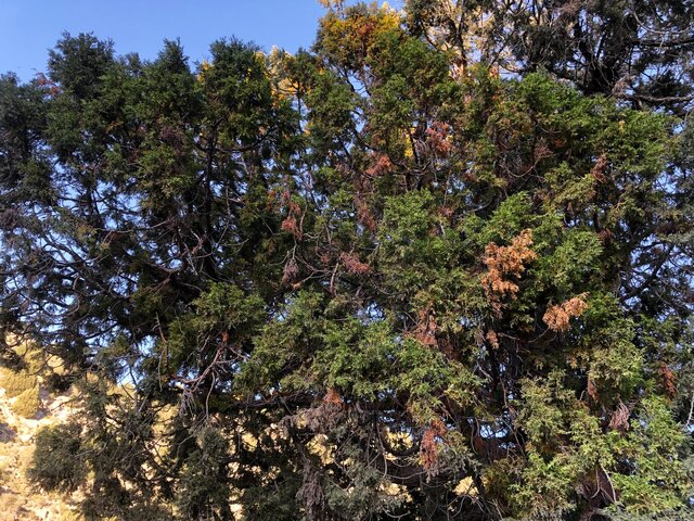 هشدار درباره زیست درختان ارس هزار مسجد