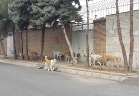 خودنمایی تردد گله‌ای سگ‌های ولگرد در معابر شهر