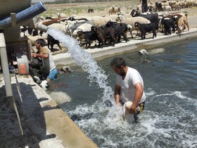 خاموشی چاه موتورها موجب افزایش استفاده آب شرب برای دام‌ها شده است