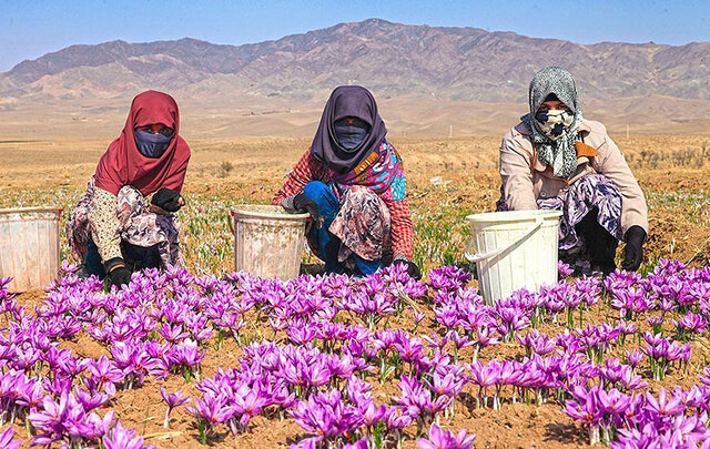 نیمی از زعفران تولیدی به صورت قاچاق از کشور خارج میشود