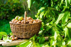 کشت ۴۰۰ هکتار گردوی گرمسیری در عنبرآباد در راستای افزایش بهره‌وری بخش کشاورزی