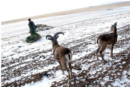 شکار بی‌رحمانه در سرمای زمستان