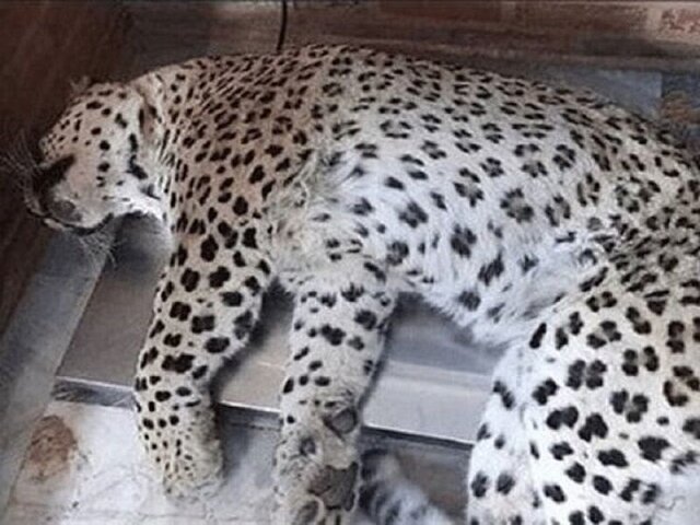 عکس تزئینی است تلف شدن یک پلنگ در واریان کرج