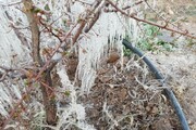 هشدار هواشناسی درباره سرمازدگی محصولات کشاورزی در جنوب استان کرمان