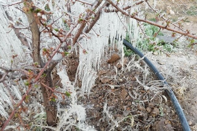 سوغات سرمای اخیر؛ نابودی دسترنج کشاورزان