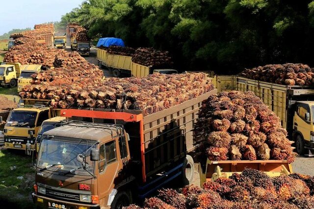 توقف در صادرات روغن پالم اندونزی
