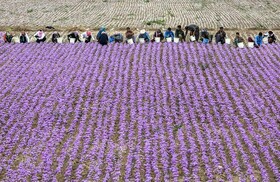 بهار در سرزمین طلای سرخ ایران