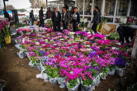 عکس ارشیوی است قیمت گل و سبزه عید در مشهد