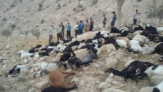 عکس از آرشیو است نجات ۲ چوپان و ۶۰۰ راس گوسفند از سیلاب در باخرز