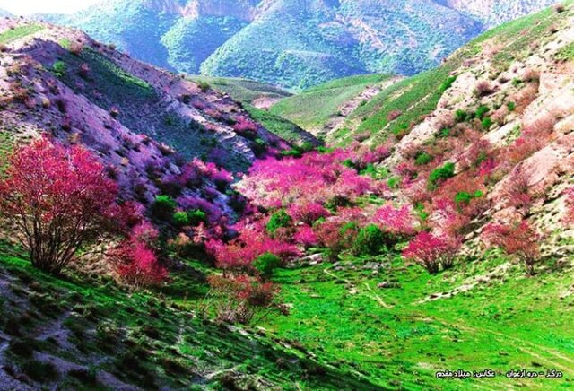 ذخیره‌گاه جنگلی ارغوان بردسکن ظرفیت تفرجگاهی منطقه است