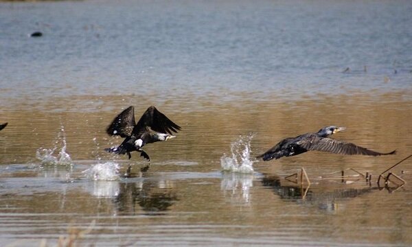 مرگ حیات وحش در سایه خشکسالی دریاچه بزنگان
