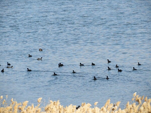 مرگ حیات وحش در سایه خشکسالی دریاچه بزنگان