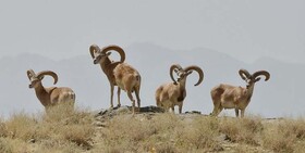 زاوه یکی از شهرستان‌های برتر خراسان رضوی به لحاظ تنوع جانوری است