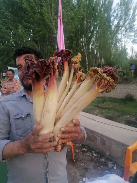 جشنواره منطقهای ریواس با حضور میهمانان خارجی در کوهسرخ برگزار شد