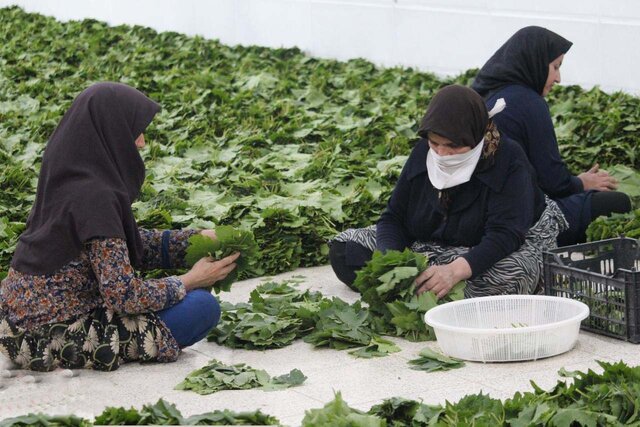 برگی که برای سلامت قلب و بسیاری از اعضاء بدن مفید است