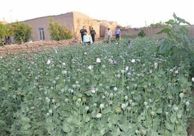 کشف مزرعه خشخاش در ششتمد