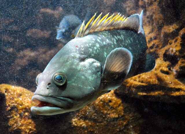 ماهیها کوچک میشوند؟