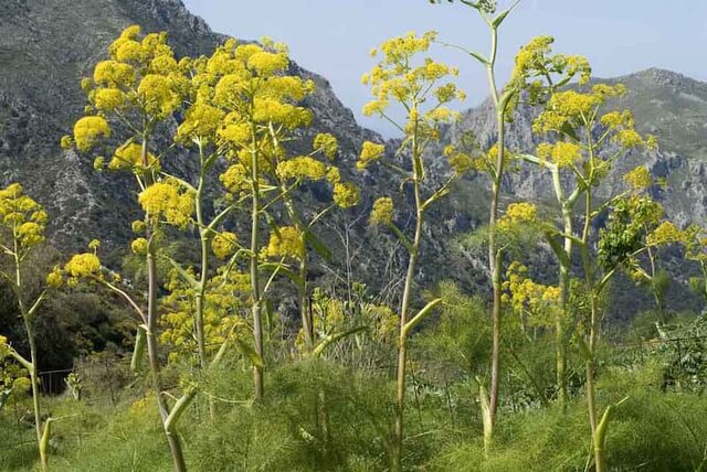 حفظ درآمد روستائیان با کشت گیاهان کم آب طلب