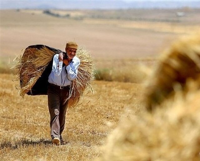 طلب گندم کاران تربت‌جام تاکنون پرداخت نشده است