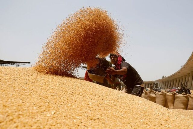 خرید تضمینی ۴۰ هزار تن گندم توسط شبکه تعاون روستایی خراسان رضوی