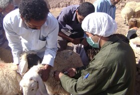 ۱۰۱ درصد از پیش بینی ۲ ماهه مایه‌کوبی دام در خراسان رضوی محقق شد