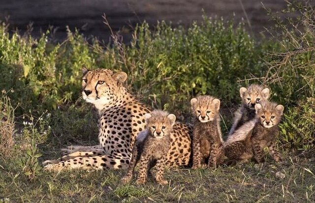 آمادهباش برای حفاظت از مهمترین گونه چتر در خراسان رضوی