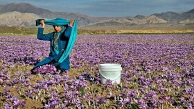 ۲ جشنواره گردشگری شهرستان تربت‌ حیدریه ثبت ملی شد/ امسال ۷ رویداد گردشگری برگزار می‌شود