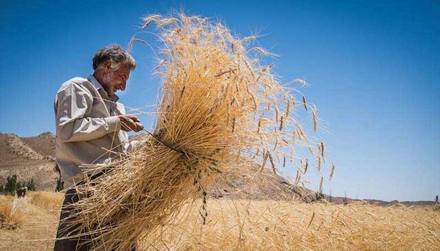 ۳۵۰ هزار تن گندم از زارعین آذربایجان غربی خریداری شد