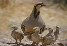 شکارچیان در دامگاه خود به دام افتادند