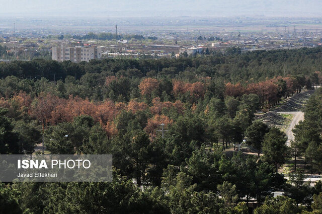جدال نفسگیر درختان با گرمای بیسابقه
