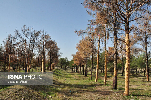 جدال نفسگیر درختان با گرمای بیسابقه