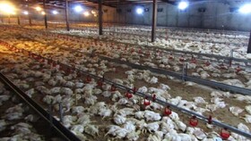 نقص فنی سیستم برق مرغداری در گناباد/ ۸۵۰۰ قطعه مرغ تلف شدند