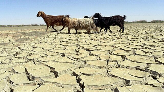 خشکسالی در حال نابودی تاغ زارها است/ هراس دامداران از فرونشستهای زمین