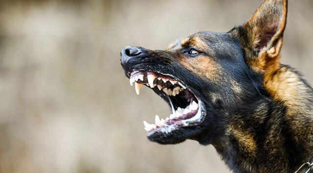 عکس از آرشیو است روایتی از کار سخت دامپزشکان