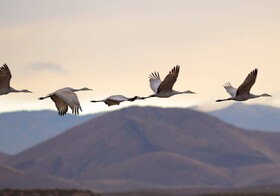 تغییرات آب و هوایی پرندگان مهاجر را نشانه گرفت