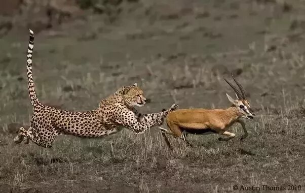 تلاش برای برگشت آهوان به بزرگترین پناهگاه حیاتوحش ایران