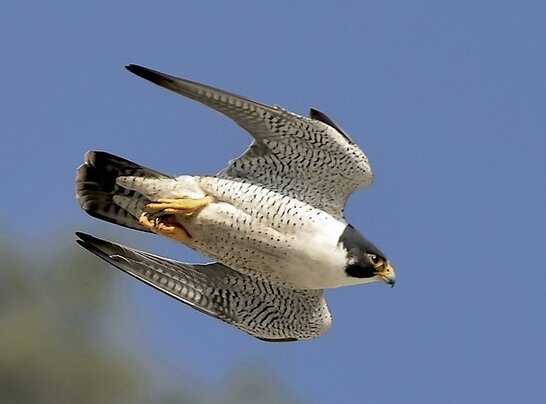 تلاش برای برگشت آهوان به بزرگترین پناهگاه حیاتوحش ایران