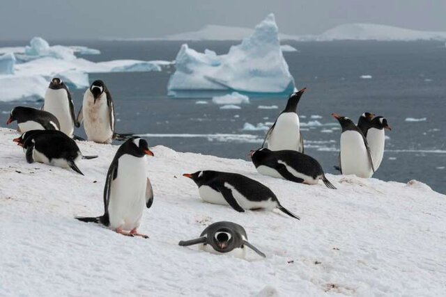 تغییرات قطب جنوب دانشمندان را وحشت‌زده کرد