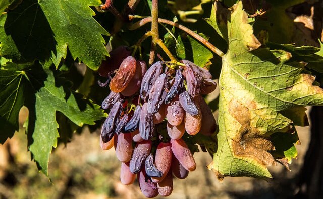 مرگ؛ سوغات سموم اشتباهی برای باغات انگور خلیل‌آباد