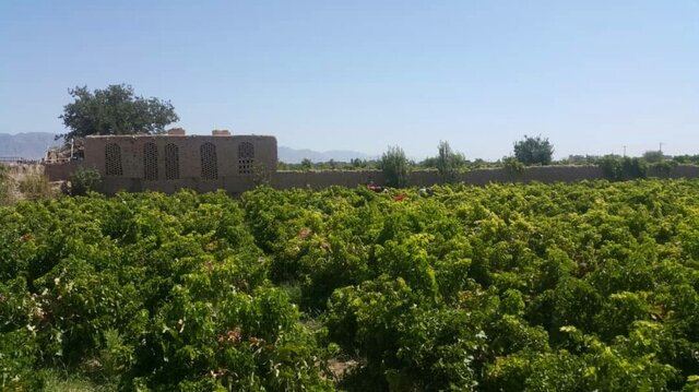 مرگ؛ سوغات سموم اشتباهی برای باغات انگور خلیلآباد