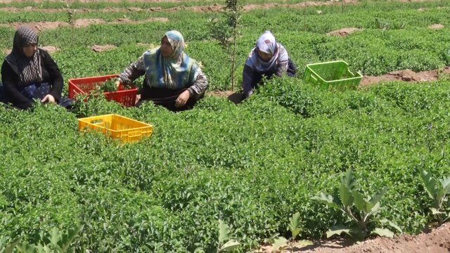 کاهش ۲۰ درصدی سطح زیر کشت نعناع در بجستان