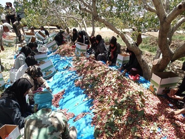 طلای سبز خراسان رضوی و مشکلات پیش رو