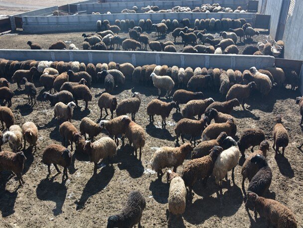 رشد ۲۵ درصدی واردات دام از بازارچههای مرزی سیستان و بلوچستان رشد ۲۵ درصدی واردات دام از بازارچههای مرزی سیستان و بلوچستان