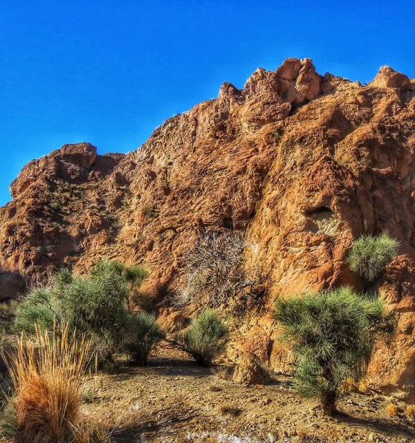 جمعآوری بذر بادامشک از مهمترین ذخیرهگاه جنگلی خراسان رضوی